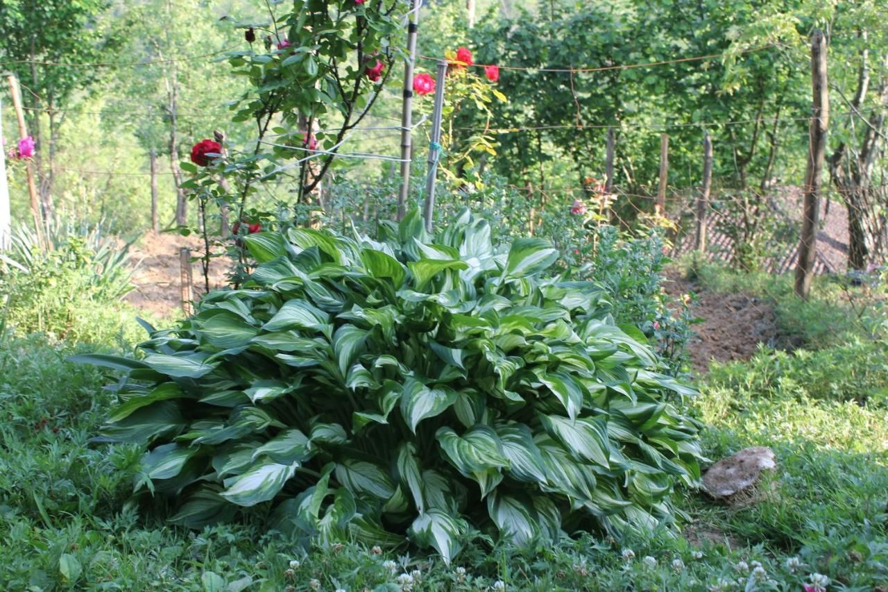 Гостевой дом Villa Tengiz Ch'ak'vist'avi-33