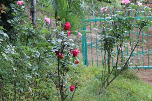 Гостевой дом Villa Tengiz Ch'ak'vist'avi-30